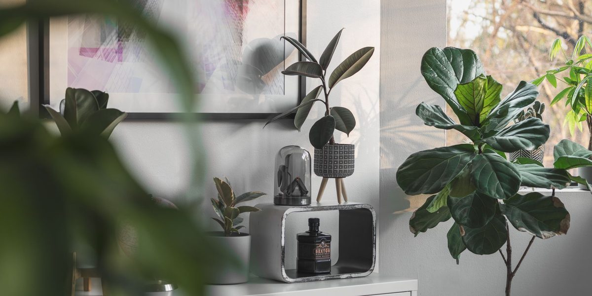 Plants That Thrive in a Workspace